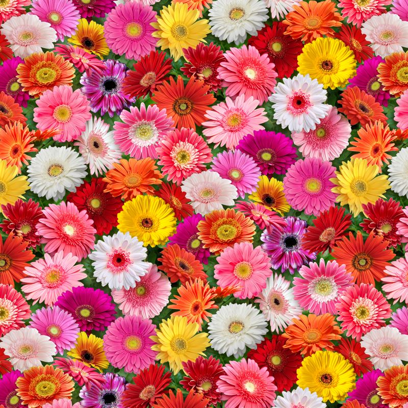 BURST Of Colour, Gerbera Daisies multi