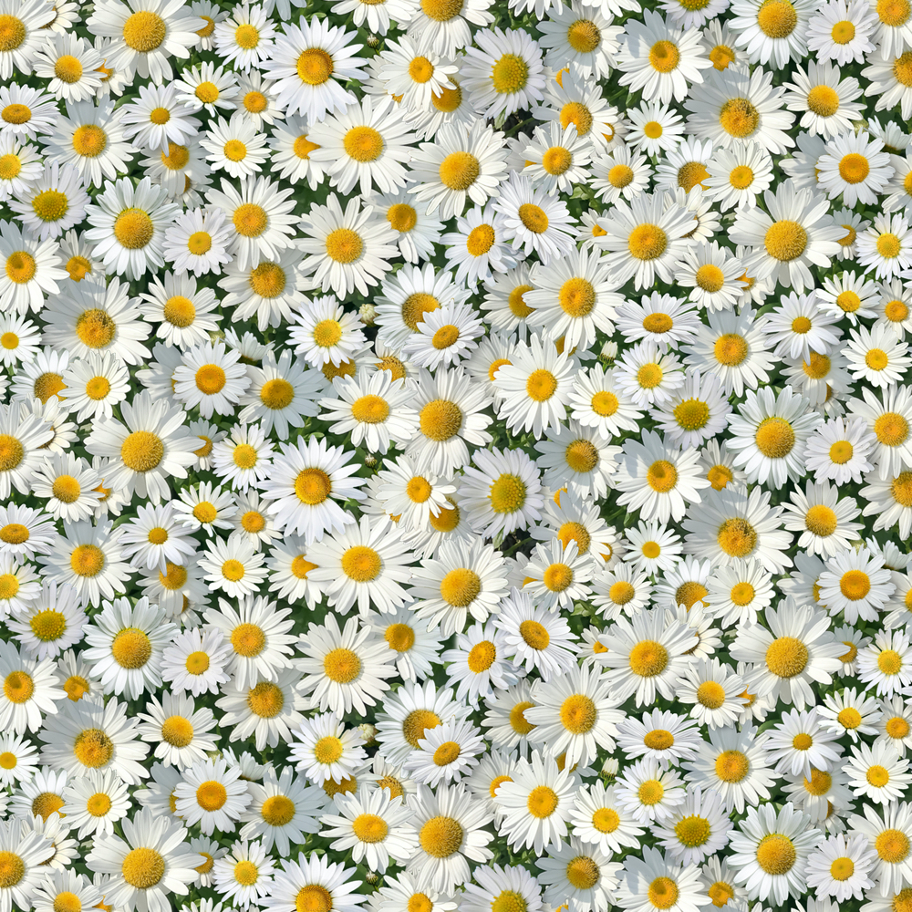 Landscape Medley Daisies white