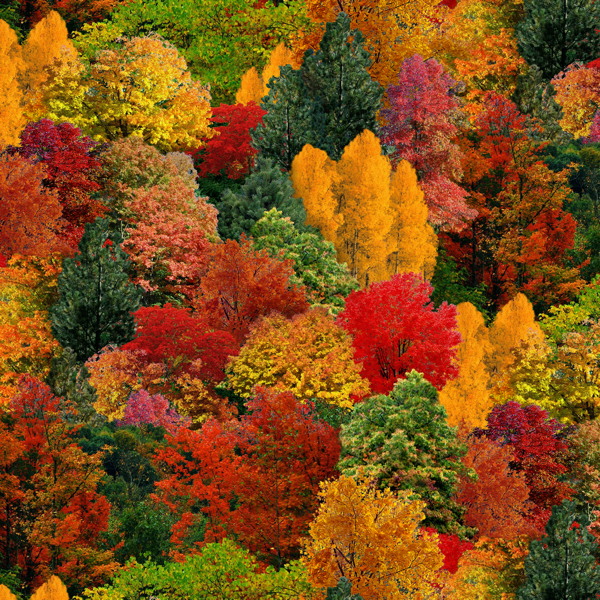 Landscape Medley Autumn Trees