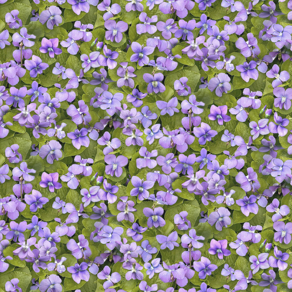 Landscape Medley Violets