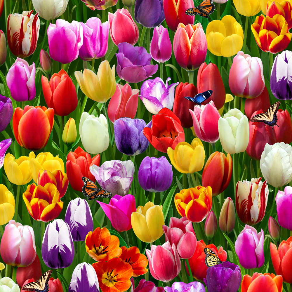 BURST Of Colour, TULIPS Multi