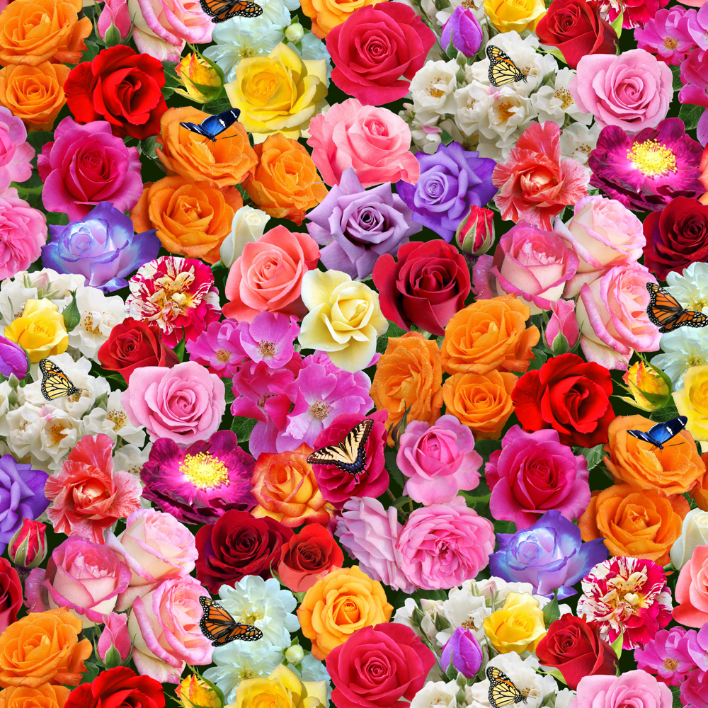 BURST Of Colour, Roses Multi BURST Of Colour, Roses Multi
